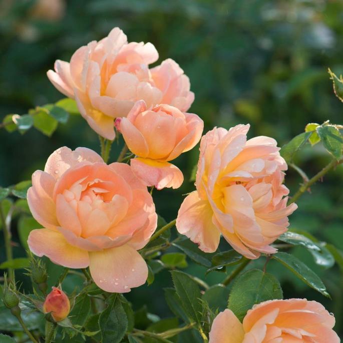 An English Rose