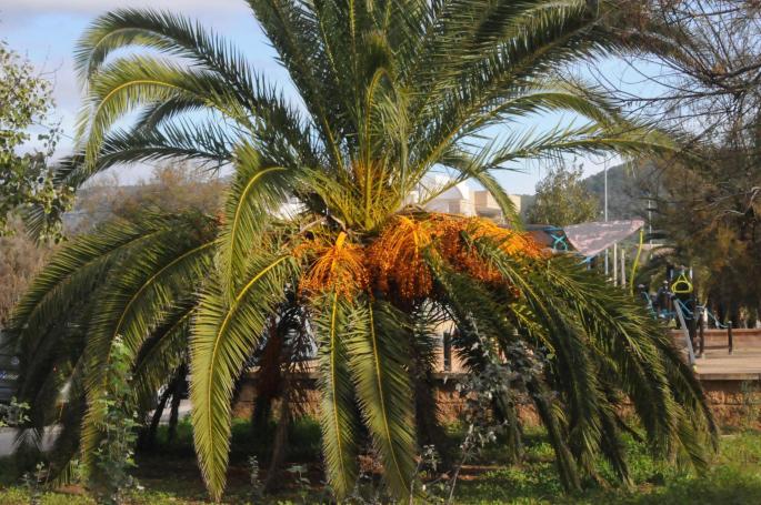 Red hroned beetle is still killing off the Palm trees