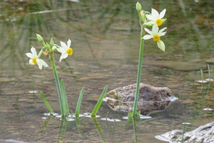 Narcisi obsoletus