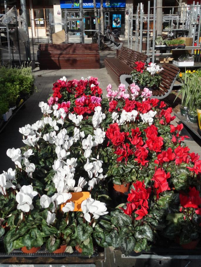 Cyclamen prefer to stand in a basin of water for a while rather than water from the top