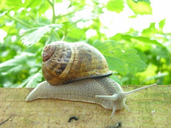 Slugs, snails and beetles can decimate a row of seedlings