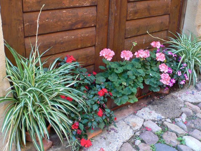 Geranium are a very popular flower in Spain and in Majorca