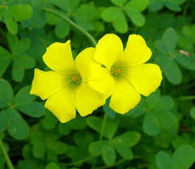Oxalis, Bermuda Buttercup
