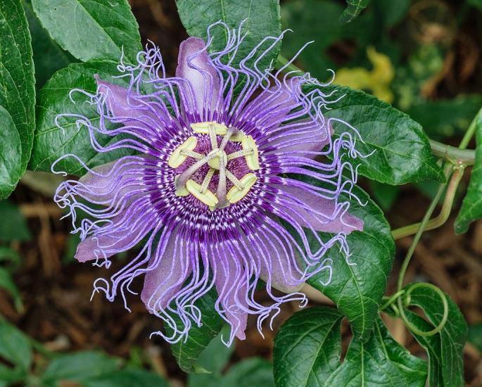 Flowers in the garden
