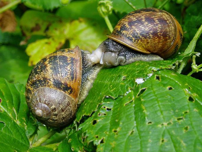 Snails in the garden