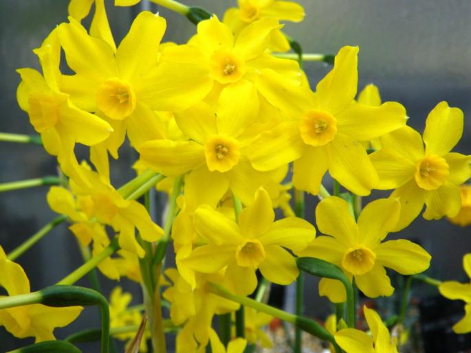 Jonquils