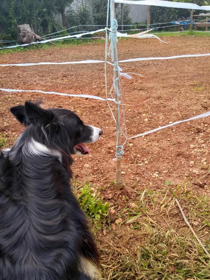 Brady border collie can't wait to roll on a green lawn..