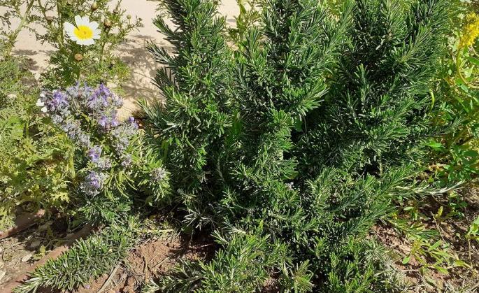 Rosemary