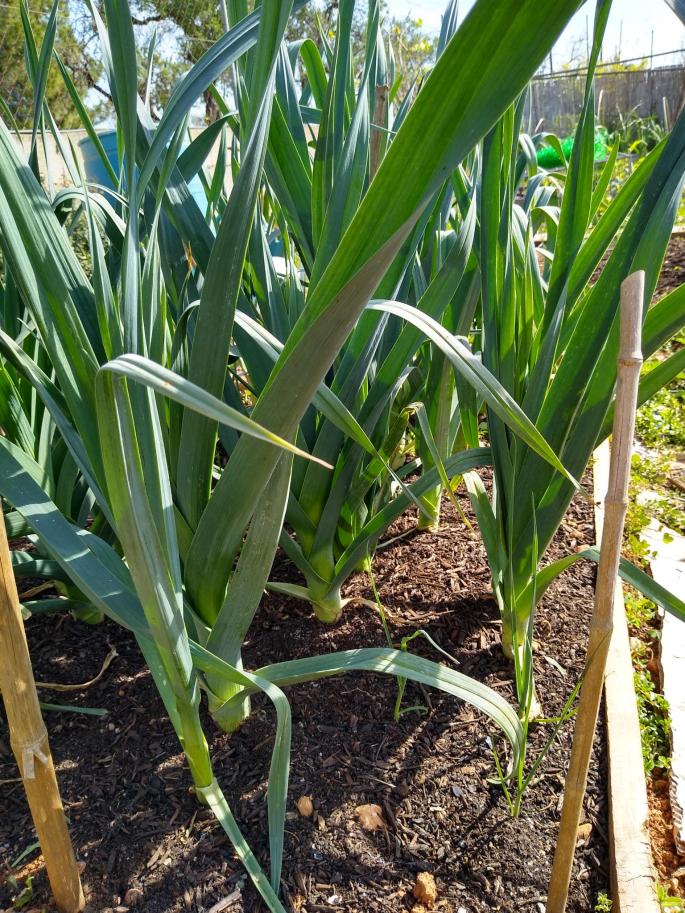 Fully grown leeks