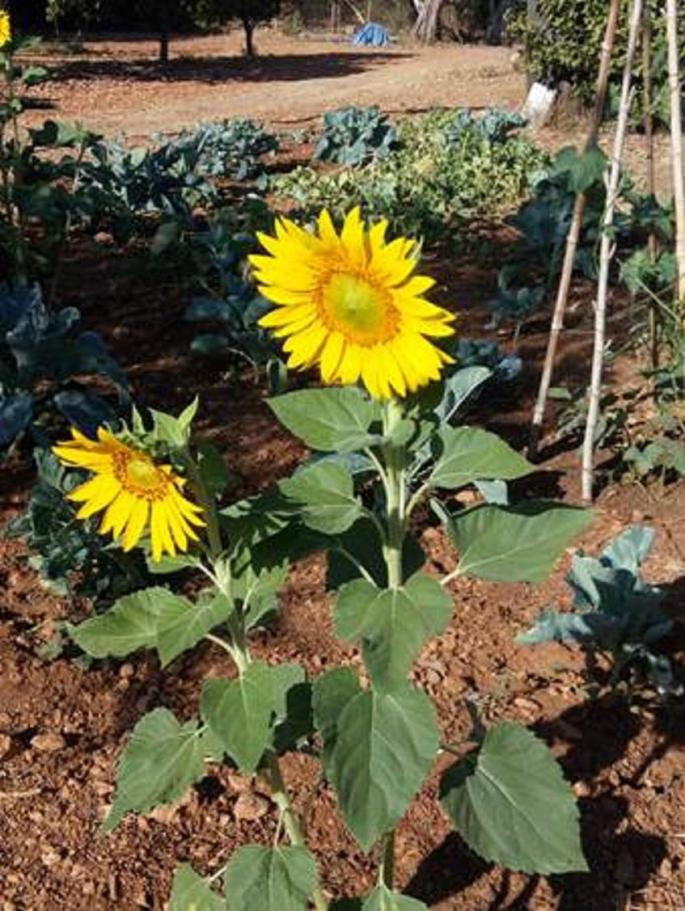 Sunflowers