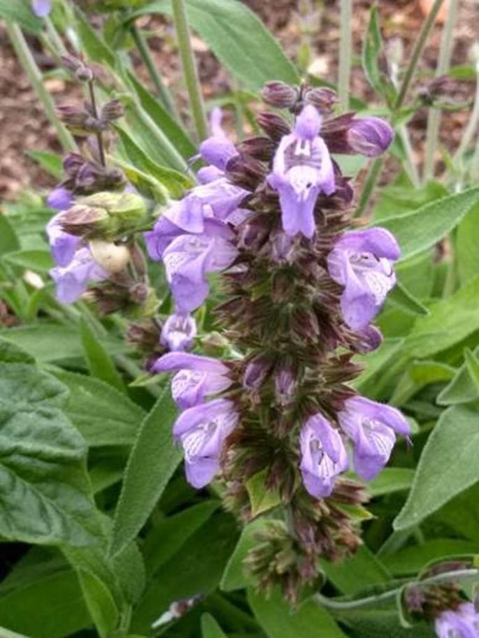A sage planted with tomatoes and carrots