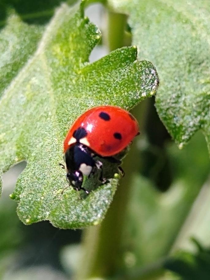 Red ladybird