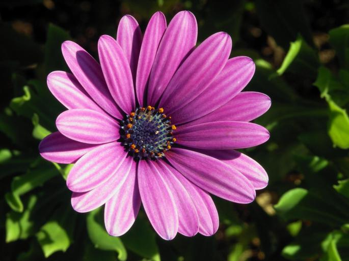 Osteospermum.