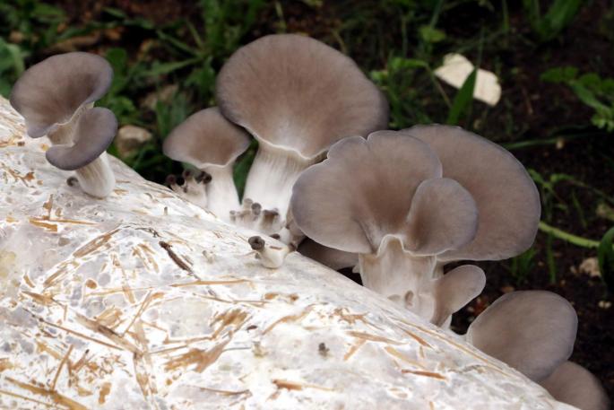 funghi farm