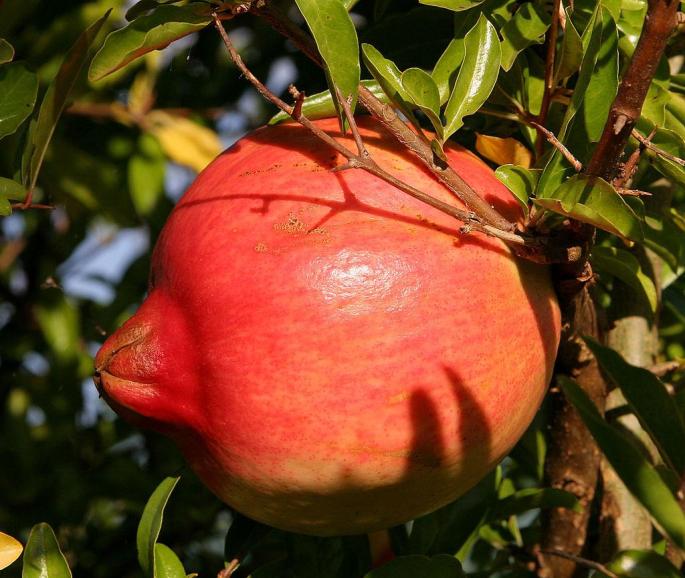 Pomegranate tree