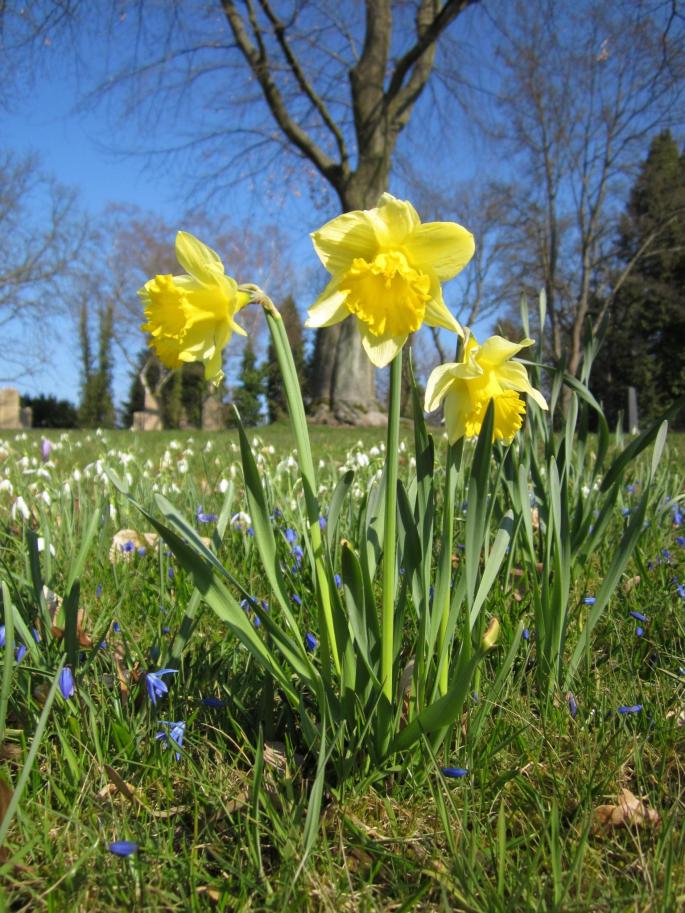 Wild Jonquils