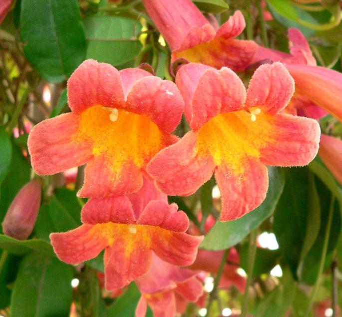Bignonia flower