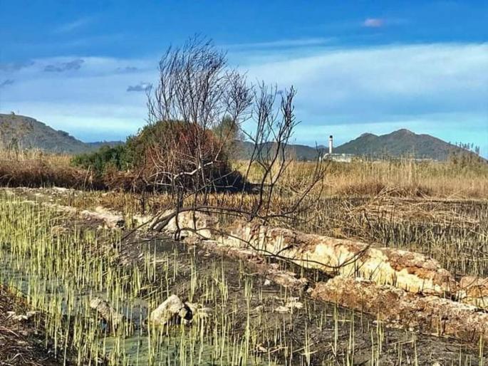 The Green Shoots in Parc d S'Albufera