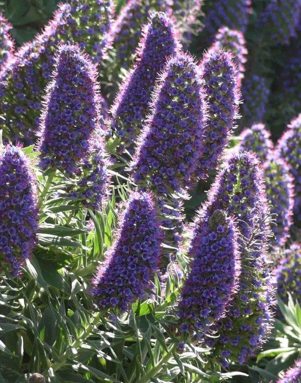Pride of Madiera / Echium