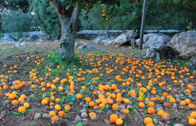 Orange tree