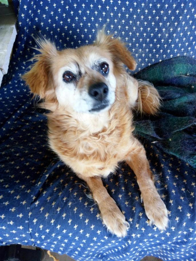 Canela on her favourite bed