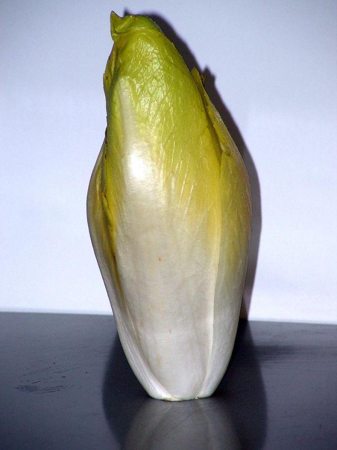 Cultivated endive (Cichorium endivis) is a relatively recent vegetable