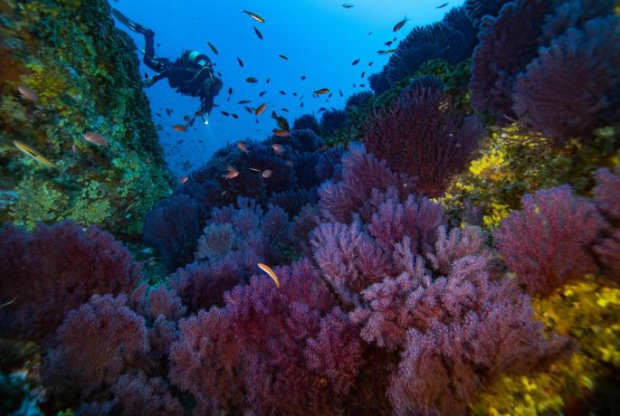 Under the sea