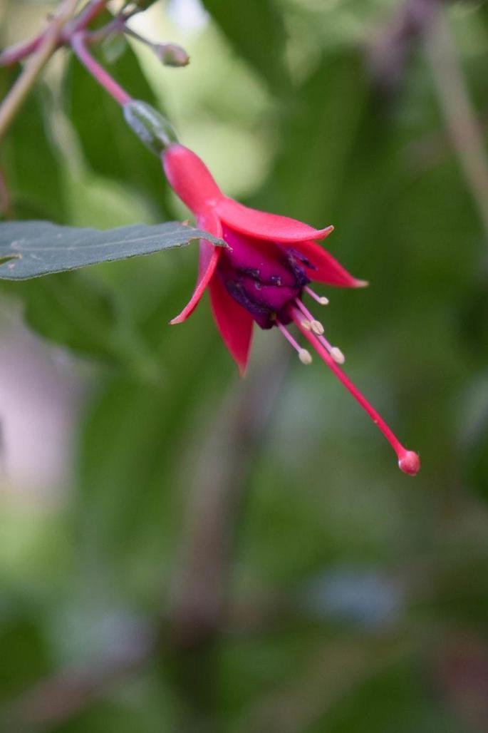 Fuchsia