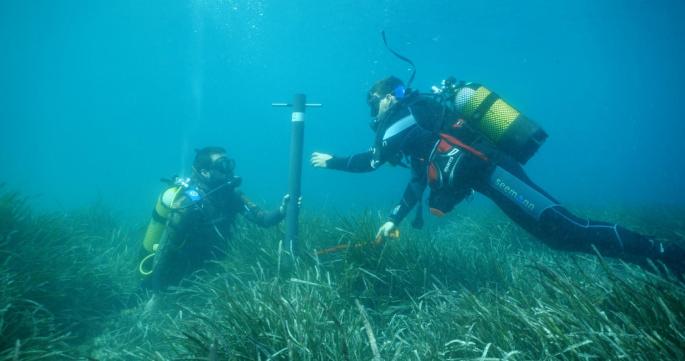 Two researchers sampling a sediment core in a Posidonia meadow