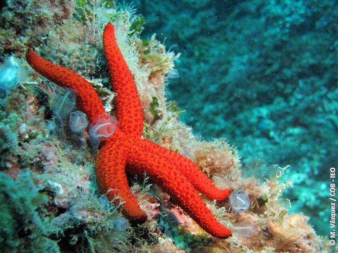 Mediterranean red star (Echinaster sepositus).