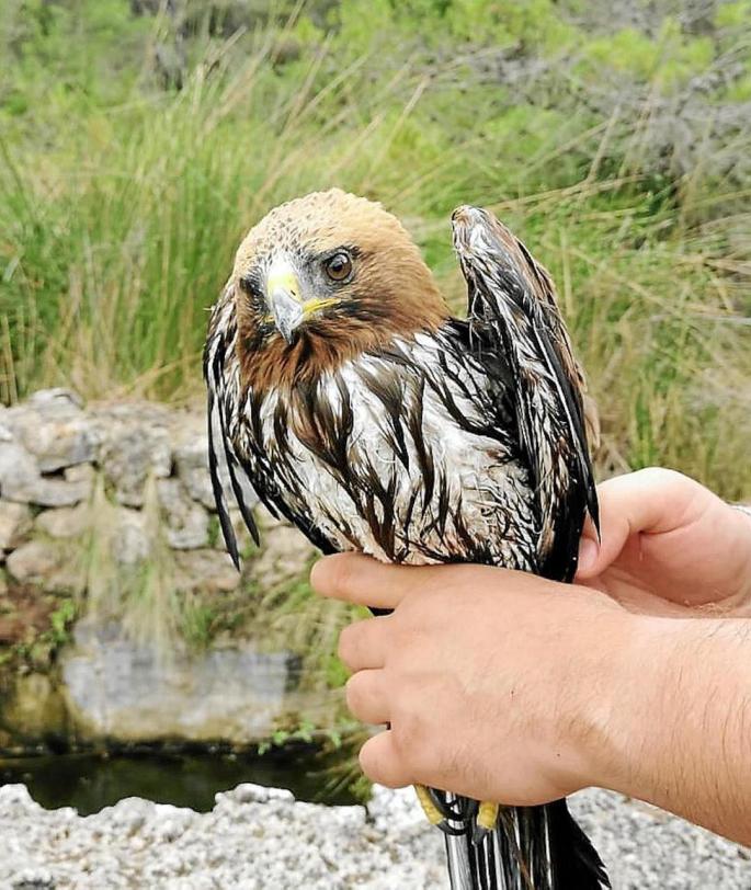 A hawk rescued from Font de sa Rota, between ses Figueroles & Coll de sa Bataia in Mallora.