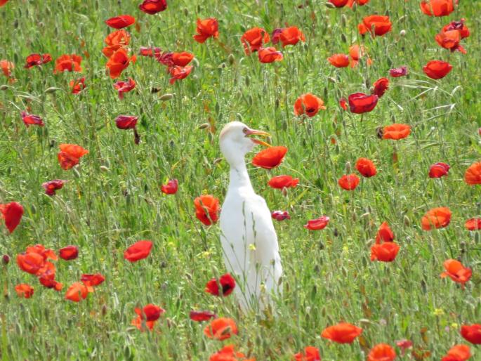The herdsman and the poppy