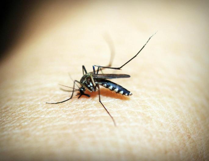 Individuals with type O blood receive approximately 26% more bites than others.