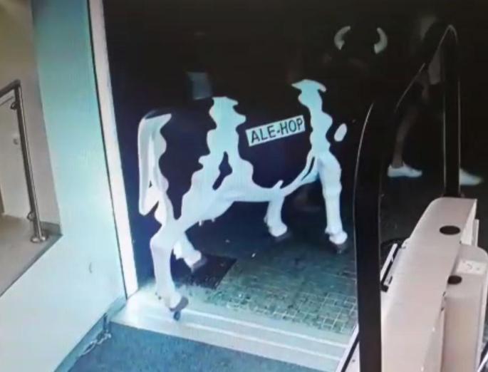 The cow outside the store.