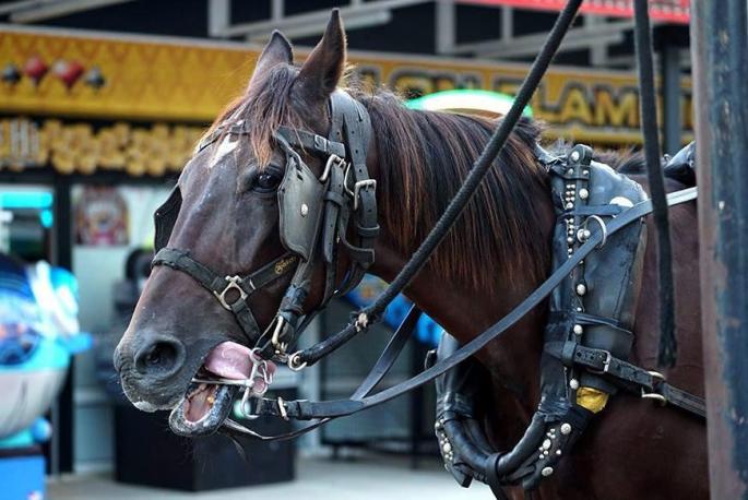 Horse and carriage trips are popular in Palma.