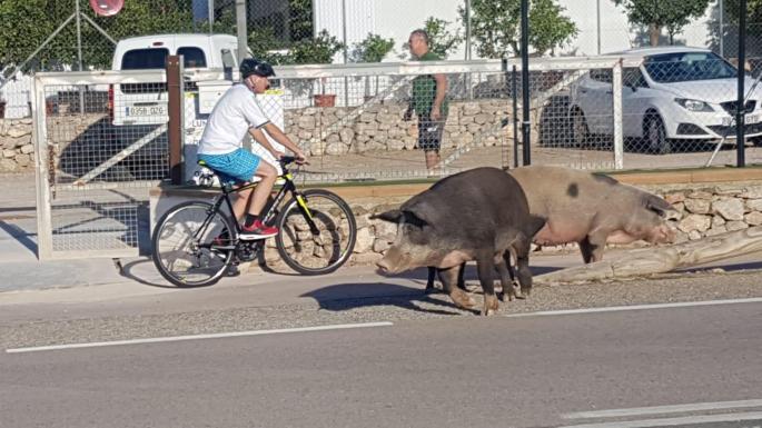 Pigs in Puerto Andratx