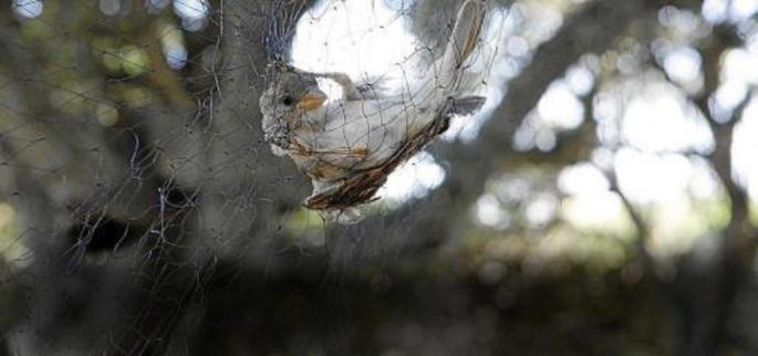 A bird captured for tagging