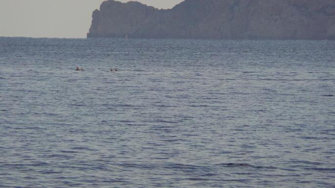 Dolphins in Ibiza