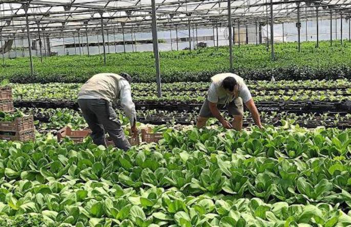 Fruit and vegetable production continues despite the drop in demand.