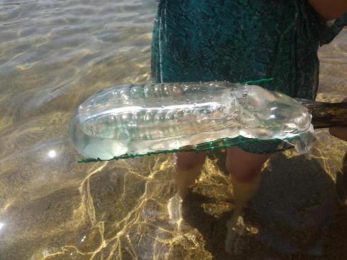 Salpa found in Minorcan coves.