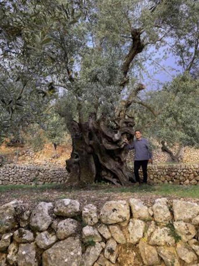 Fornalutx olive tree.