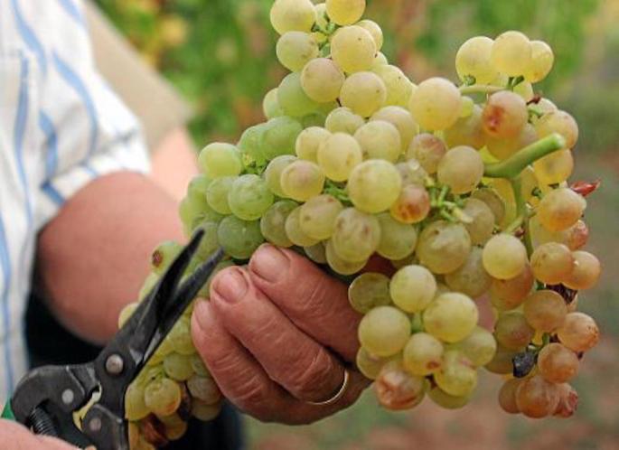 Several winemakers in the Balearics have applied for State aid.