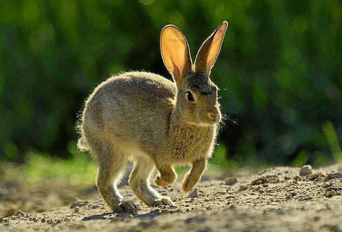 Hares in Mallorca