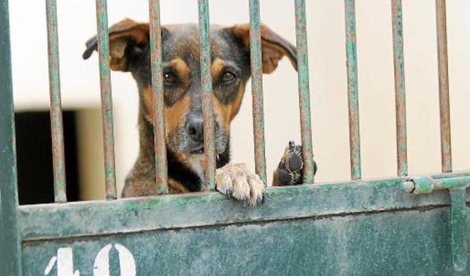 Animal Welfare in Mallorca.