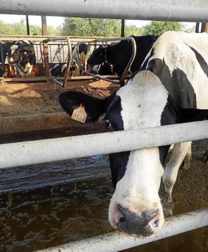 Dairy Farm, Mallorca.