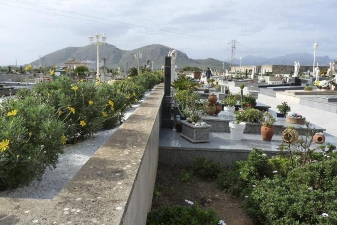 The local police are looking for the woman who stole the flowers from the Alcúdia cemetery