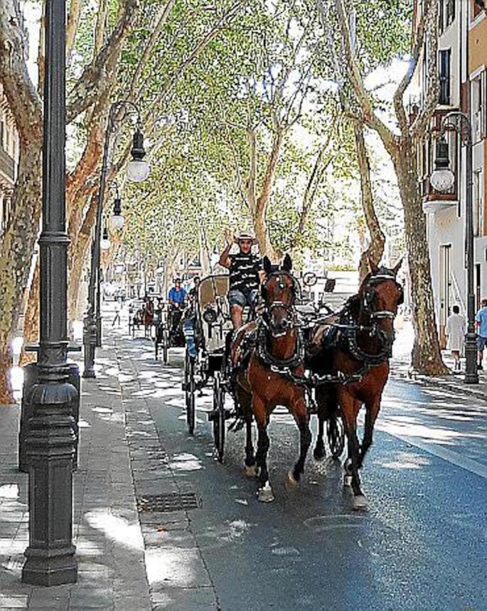 Galley horses in Palma.
