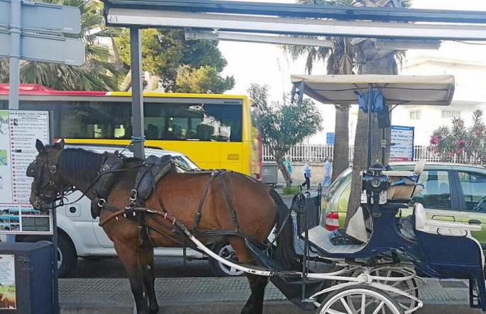 Galley horse in Playa de Muro.