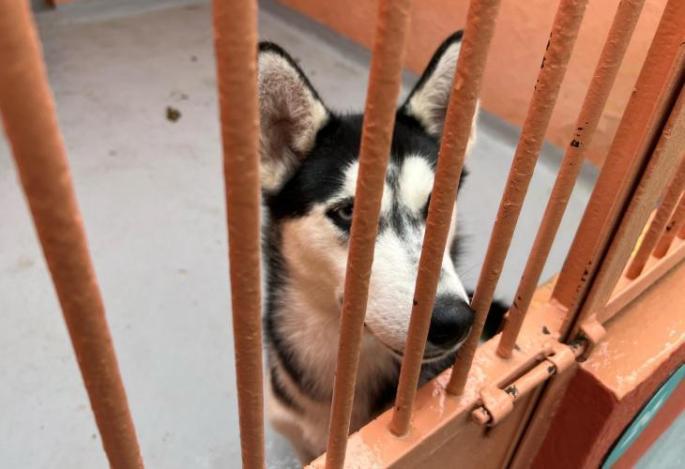 Dog at the Son Reus animal centre in Palma, Mallorca