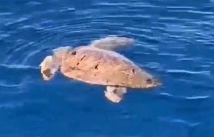 The sea turtle is need of care and attention.